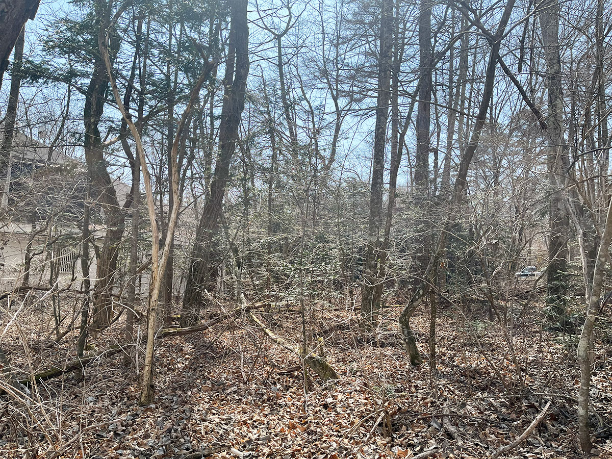 追分宿近くの文化薫る森の土地　180坪
